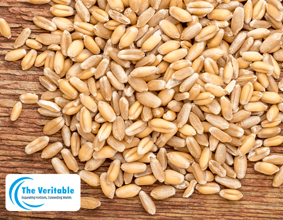 The-Veritable-Wheat