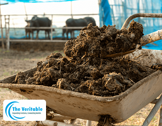 The-Veritable-Cow-Dung-Manure
